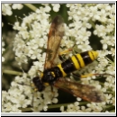 Tenthredo cf marginella~thomsoni - Blattwespe w01b.jpg